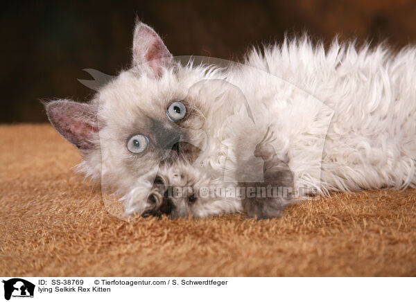 liegendes Selkirk Rex Ktzchen / lying Selkirk Rex Kitten / SS-38769
