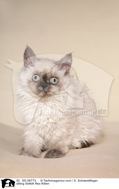 sitzendes Selkirk Rex Ktzchen / sitting Selkirk Rex Kitten / SS-38773