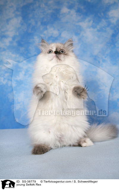 junge Selkirk Rex / young Selkirk Rex / SS-38779