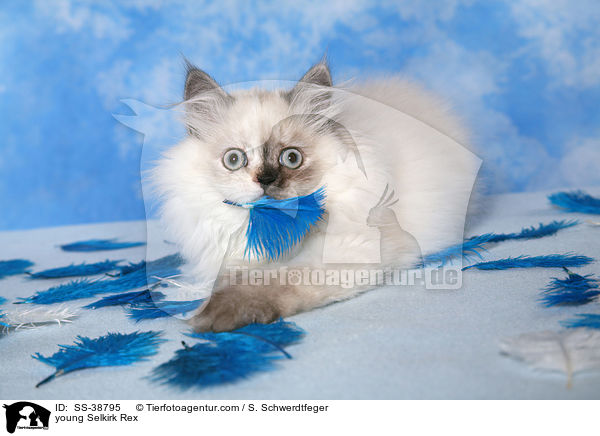 junge Selkirk Rex / young Selkirk Rex / SS-38795