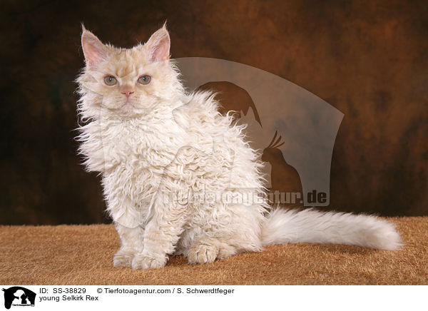 junge Selkirk Rex / young Selkirk Rex / SS-38829