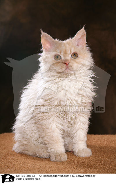 junge Selkirk Rex / young Selkirk Rex / SS-38832