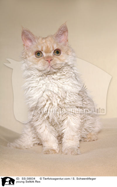 junge Selkirk Rex / young Selkirk Rex / SS-38834