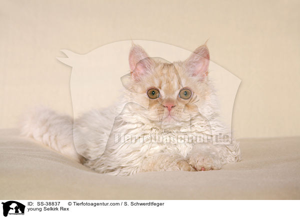 junge Selkirk Rex / young Selkirk Rex / SS-38837