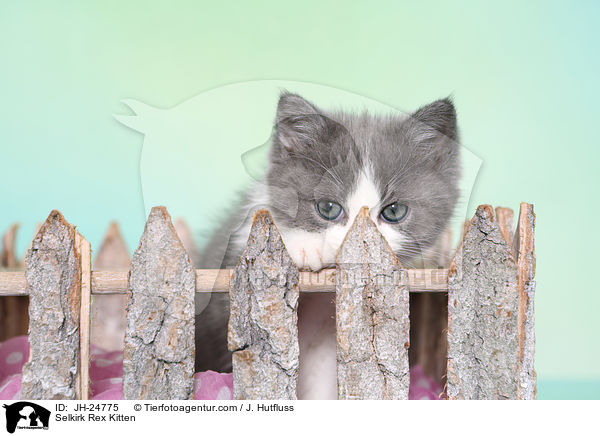 Selkirk Rex Ktzchen / Selkirk Rex Kitten / JH-24775