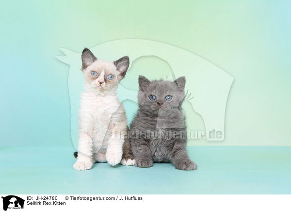 Selkirk Rex Ktzchen / Selkirk Rex Kitten / JH-24780