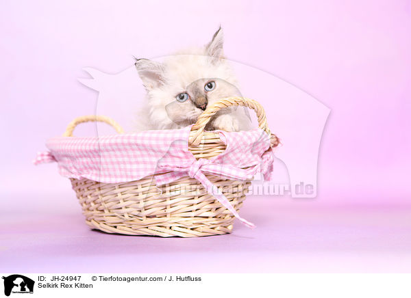 Selkirk Rex Ktzchen / Selkirk Rex Kitten / JH-24947