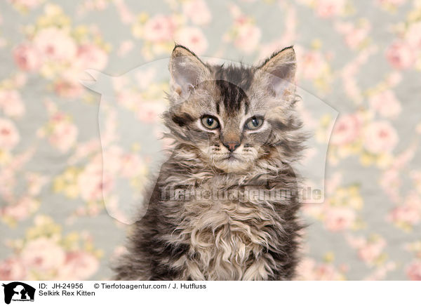 Selkirk Rex Ktzchen / Selkirk Rex Kitten / JH-24956