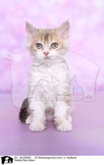 Selkirk Rex Ktzchen / Selkirk Rex kitten / JH-25893