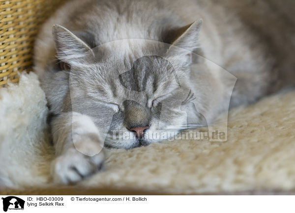 liegende Selkirk Rex / lying Selkirk Rex / HBO-03009