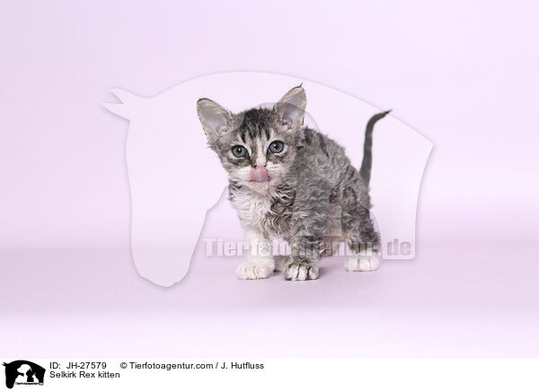 Selkirk Rex Ktzchen / Selkirk Rex kitten / JH-27579