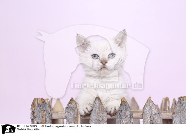 Selkirk Rex Ktzchen / Selkirk Rex kitten / JH-27603