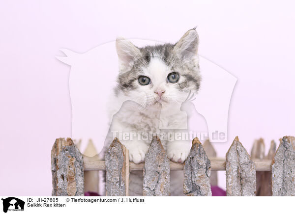 Selkirk Rex Ktzchen / Selkirk Rex kitten / JH-27605
