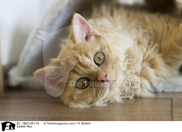 Selkirk Rex / Selkirk Rex / HBO-06118