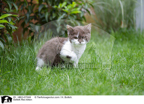 Selkirk Rex Ktzchen / Selkirk Rex kitten / HBO-07048