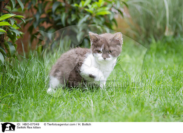 Selkirk Rex Ktzchen / Selkirk Rex kitten / HBO-07049