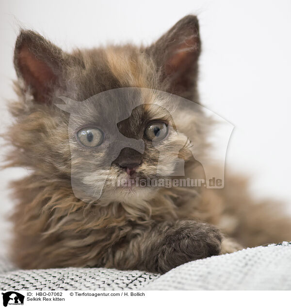 Selkirk Rex Ktzchen / Selkirk Rex kitten / HBO-07062