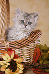 Selkirk Rex Kitten