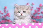 Selkirk Rex Kitten