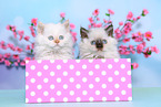Selkirk Rex Kitten