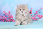 Selkirk Rex Kitten