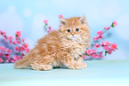 Selkirk Rex Kitten