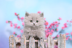 Selkirk Rex Kitten