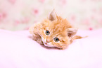 Selkirk Rex Kitten