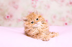 Selkirk Rex Kitten