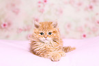 Selkirk Rex Kitten