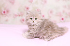 Selkirk Rex Kitten