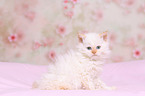 Selkirk Rex Kitten