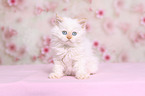 Selkirk Rex Kitten