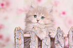 Selkirk Rex Kitten