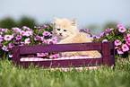 Selkirk Rex Kitten