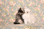 Selkirk Rex Kitten