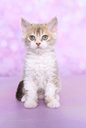 Selkirk Rex kitten
