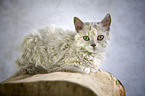 lying Selkirk Rex