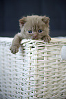 Selkirk Rex kitten