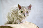 lying Selkirk Rex