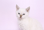 Selkirk Rex kitten