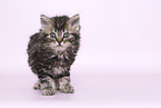 Selkirk Rex kitten