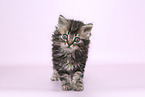 Selkirk Rex kitten
