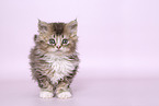 Selkirk Rex kitten