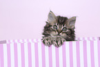 Selkirk Rex kitten