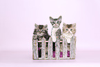 Selkirk Rex kitten