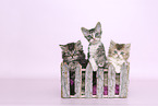 Selkirk Rex kitten