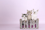 Selkirk Rex kitten