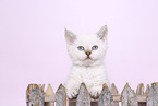 Selkirk Rex kitten