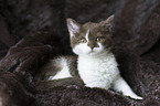 Selkirk Rex